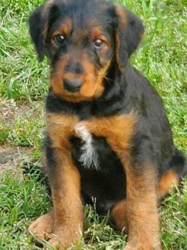 Airedale Terrier Puppies breeder image 25