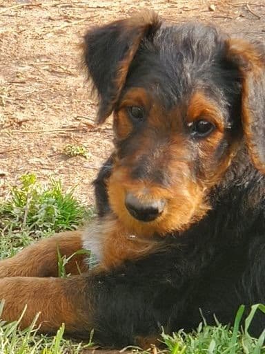 Airedale Terrier Puppies breeder image 26