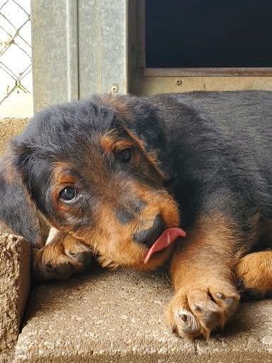 Airedale Terrier Puppies breeder image 27