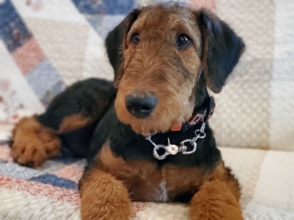 Airedale Terrier Puppies breeder image 29