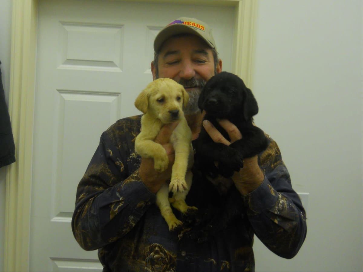 Labrador Retriever Puppies breeder image 2