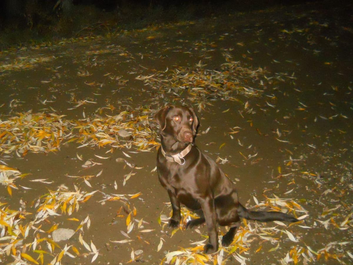 Labrador Retriever Puppies breeder image 3