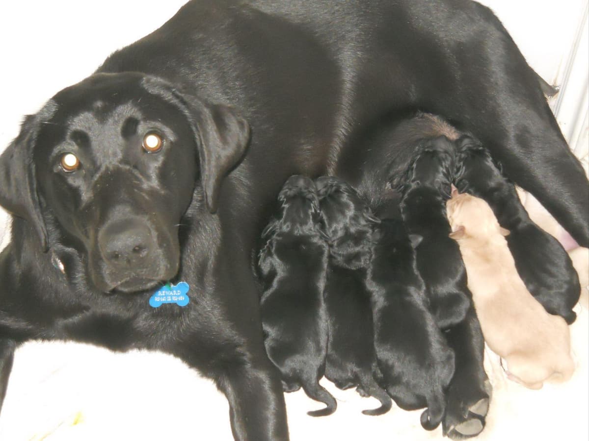 Labrador Retriever Puppies breeder image 4