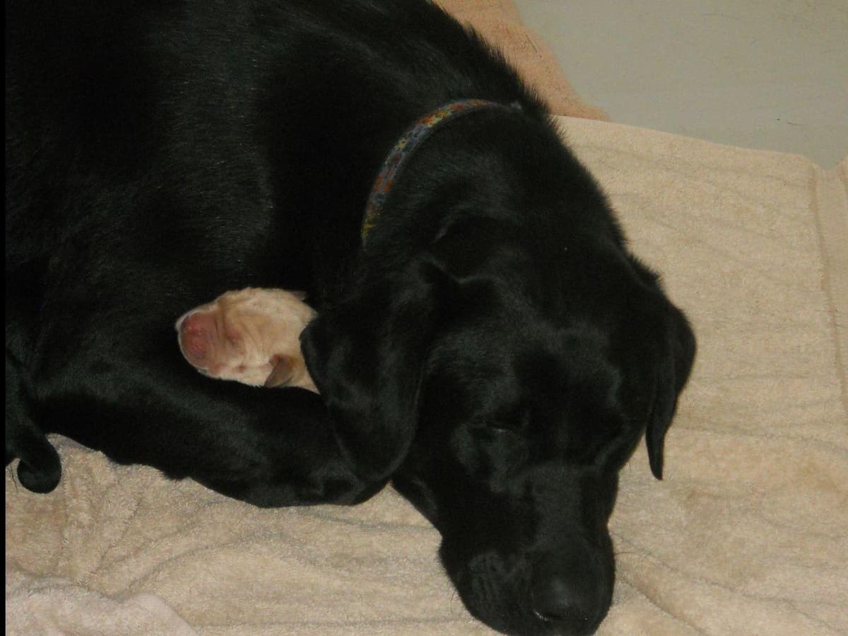 Labrador Retriever Puppies breeder image 5