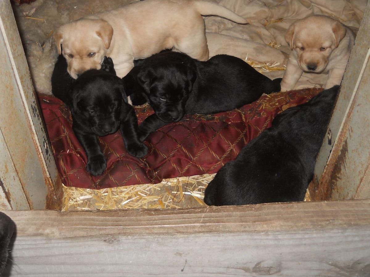 Labrador Retriever Puppies breeder image 6