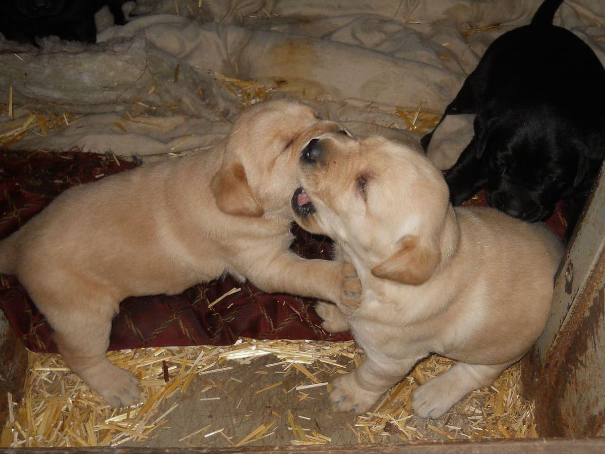 Labrador Retriever Puppies breeder image 7