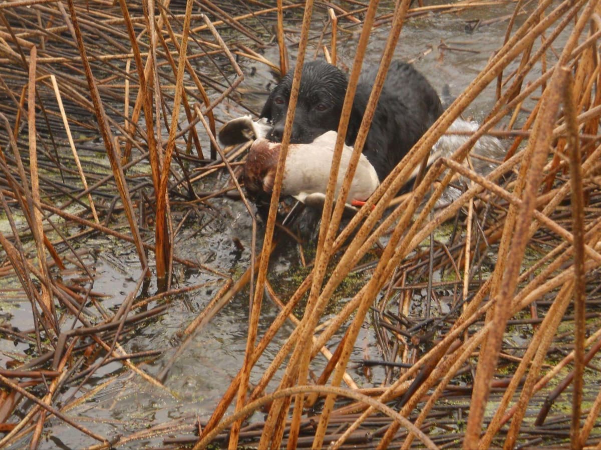 Labrador Retriever Puppies breeder image 10