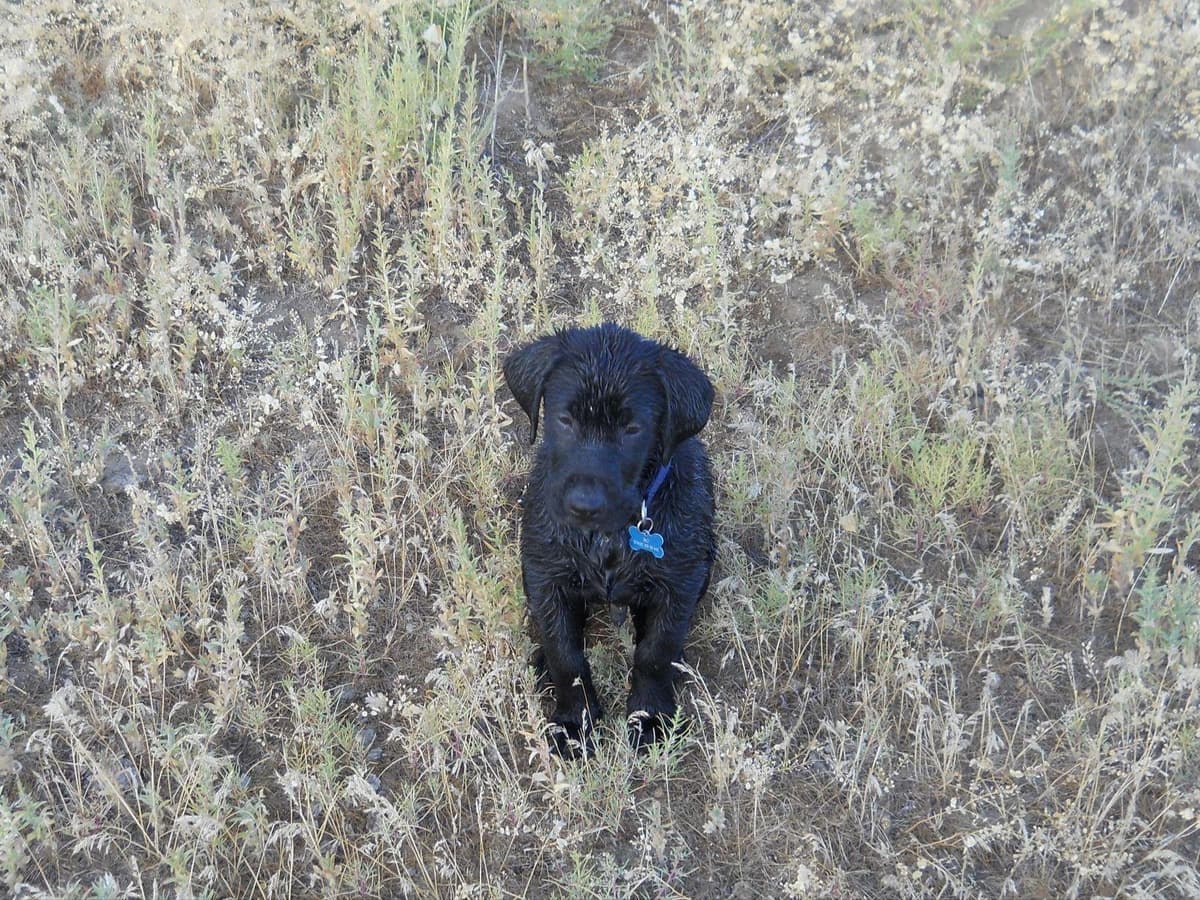 Labrador Retriever Puppies breeder image 12