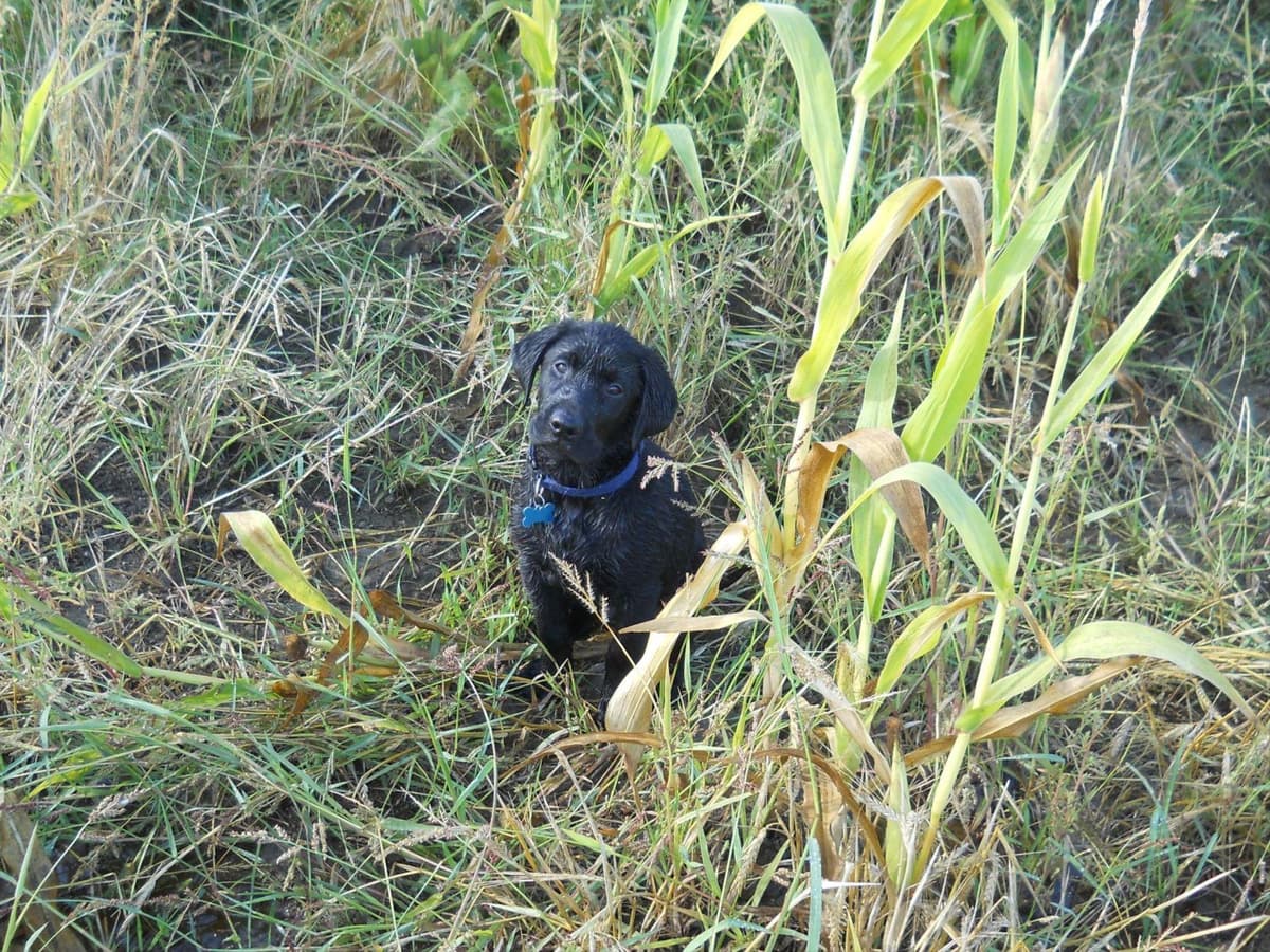 Labrador Retriever Puppies breeder image 14
