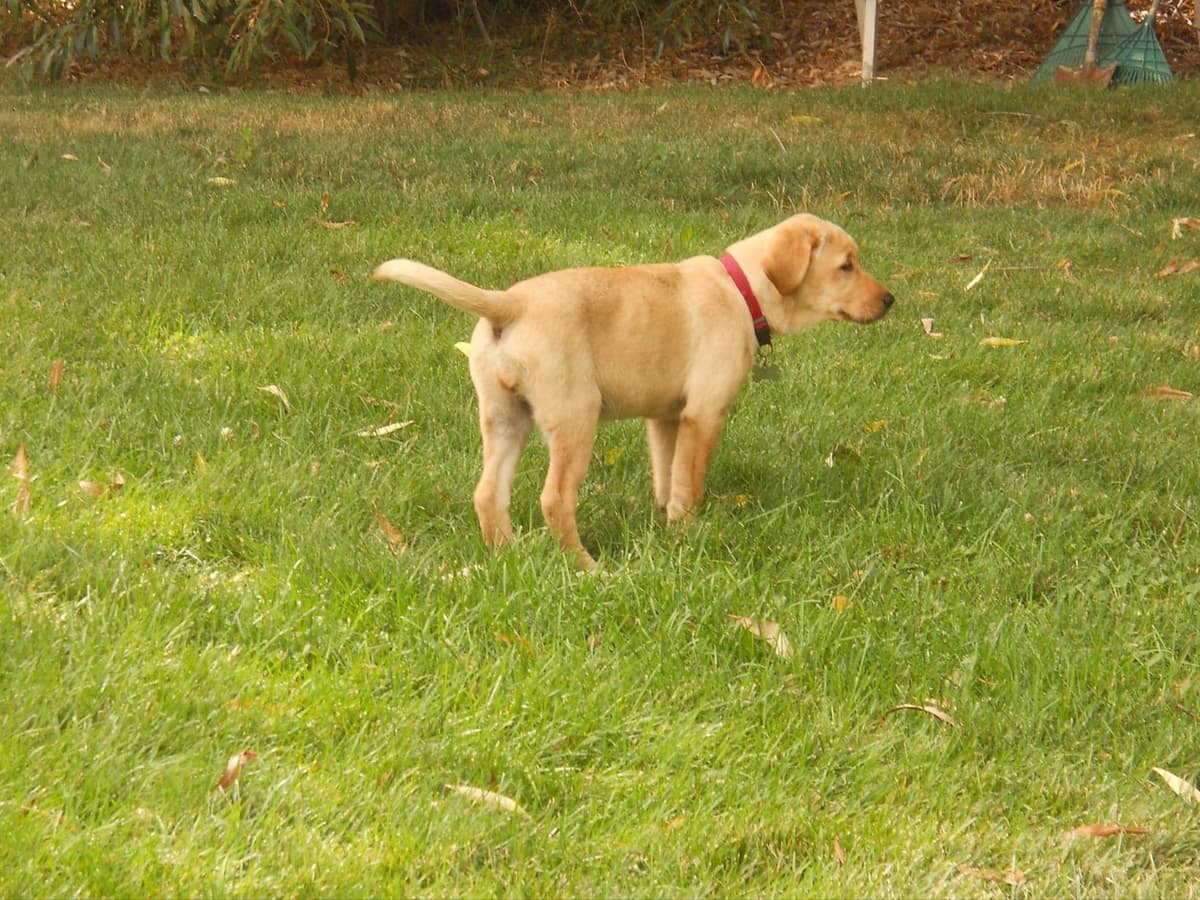 Labrador Retriever Puppies breeder image 15