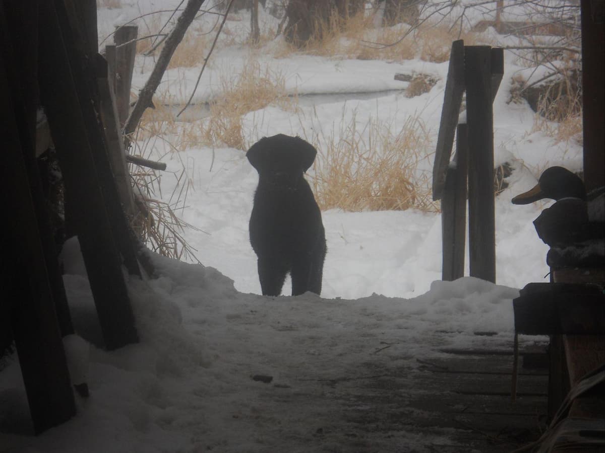 Labrador Retriever Puppies breeder image 16