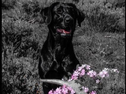Labrador Retriever Puppies breeder image 19