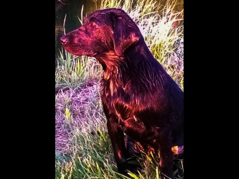 Labrador Retriever Puppies breeder image 20