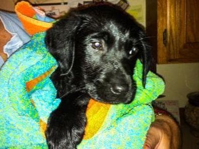 Labrador Retriever Puppies breeder image 21
