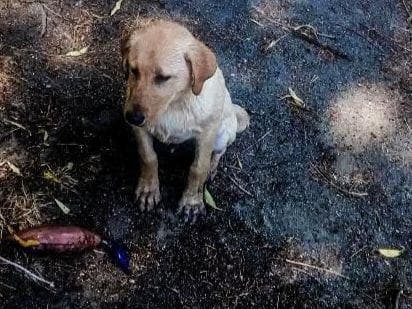 Labrador Retriever Puppies breeder image 22