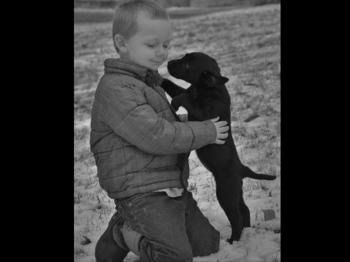 Labrador Retriever Puppies breeder image 1