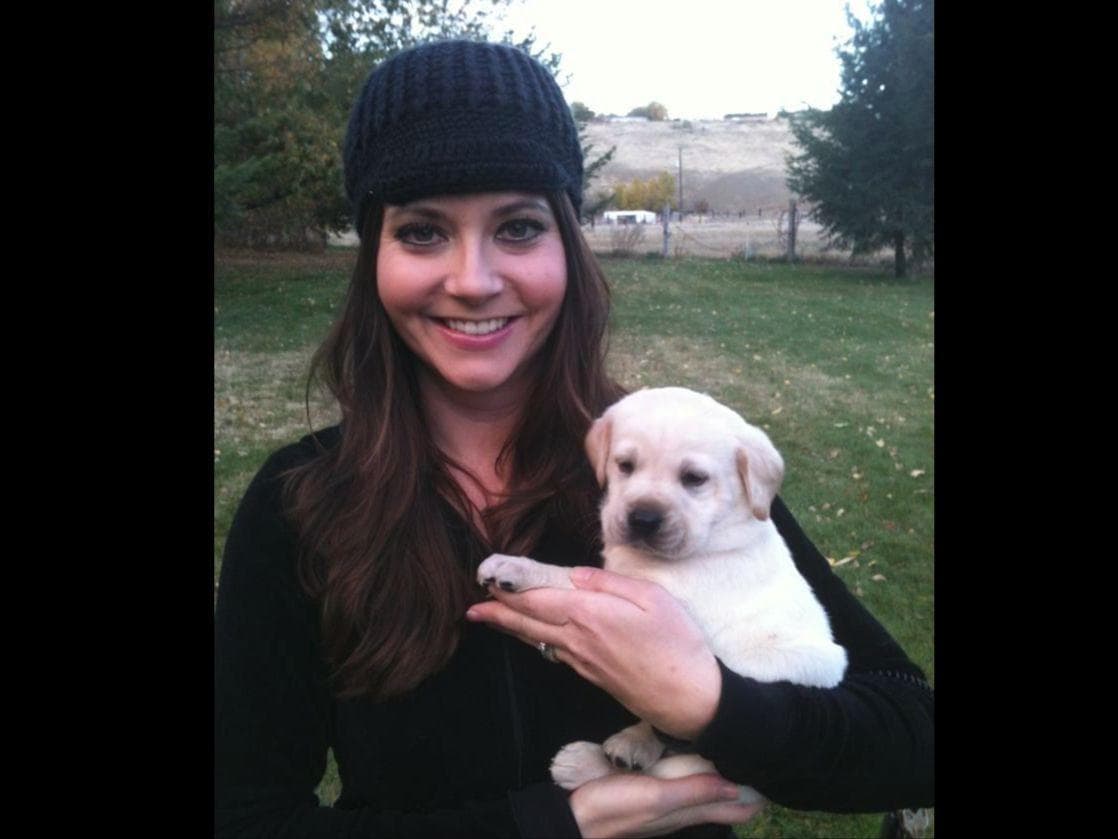 Labrador Retriever Puppies breeder image 23