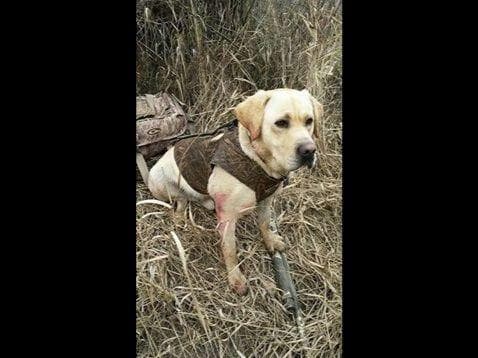 Labrador Retriever Puppies breeder image 24