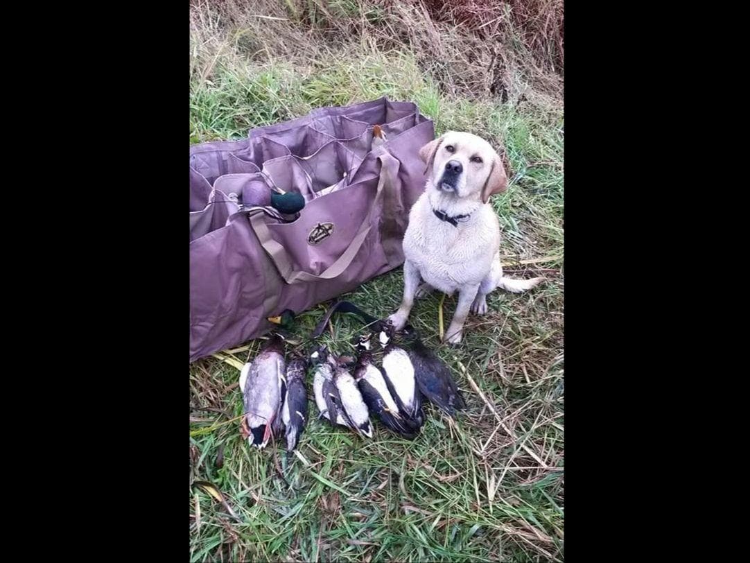 Labrador Retriever Puppies breeder image 26