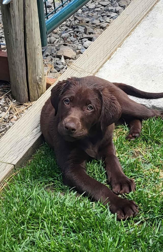 Labrador Retriever Puppies media 2