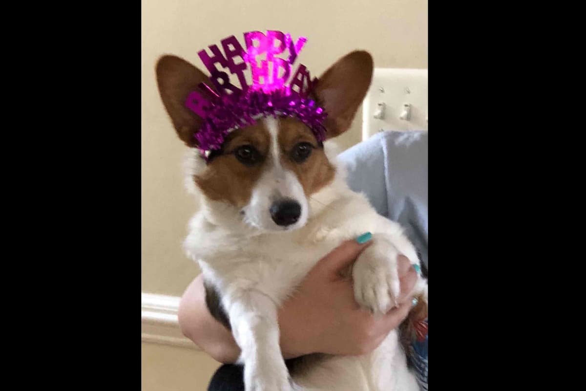 Pembroke Welsh Corgi Puppies breeder image 1