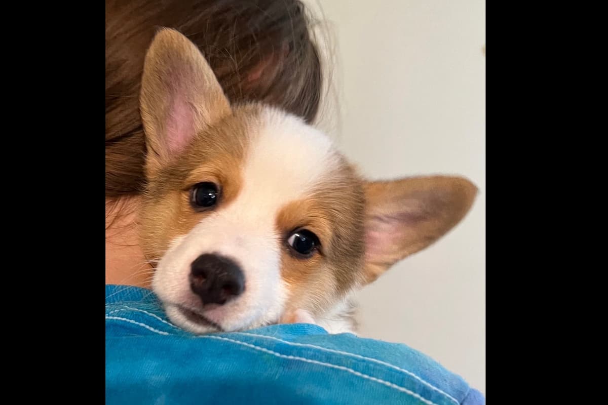 Pembroke Welsh Corgi Puppies breeder image 3