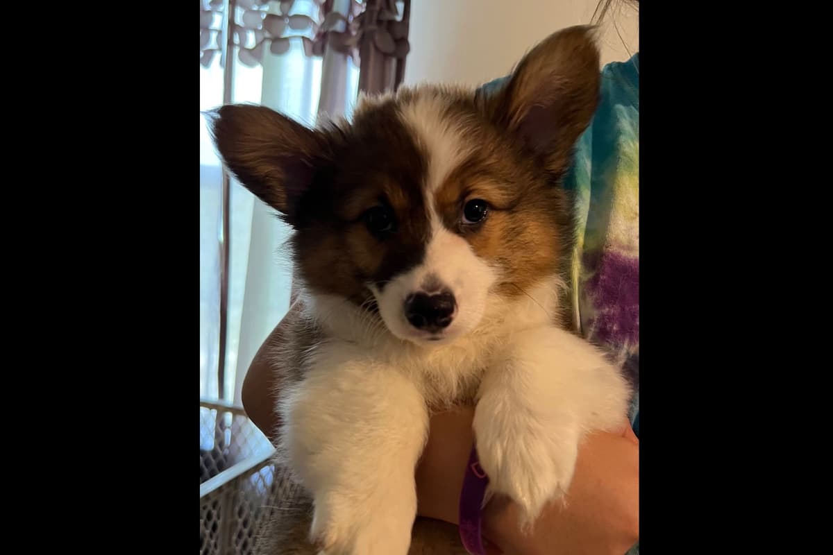 Pembroke Welsh Corgi Puppies breeder image 4