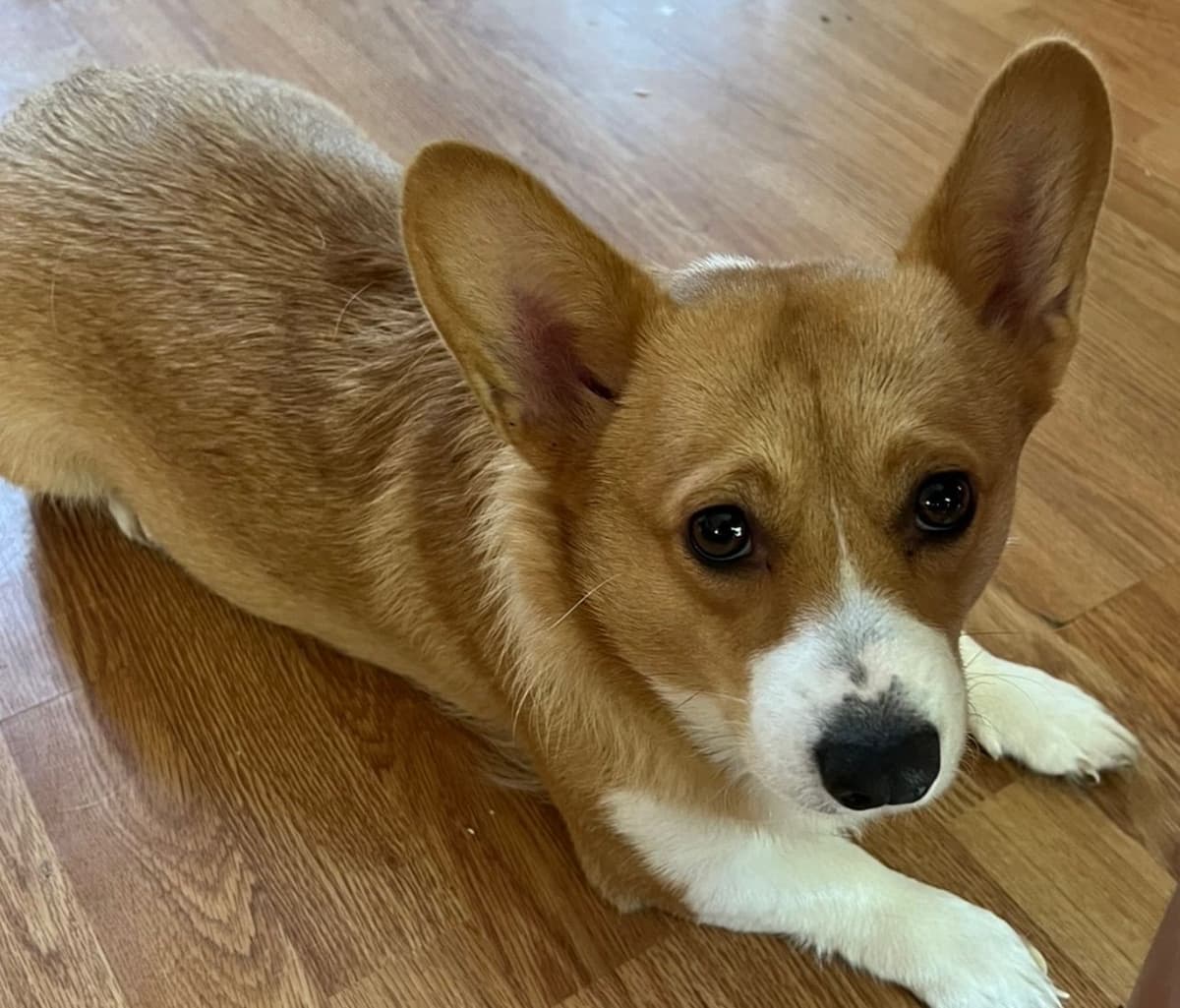 Pembroke Welsh Corgi Puppies breeder image 5