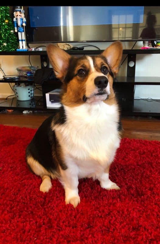 Pembroke Welsh Corgi Puppies breeder image 6