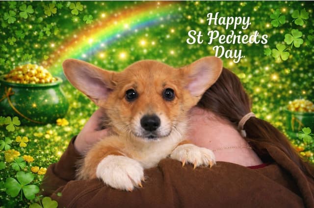 Pembroke Welsh Corgi Puppies media 6
