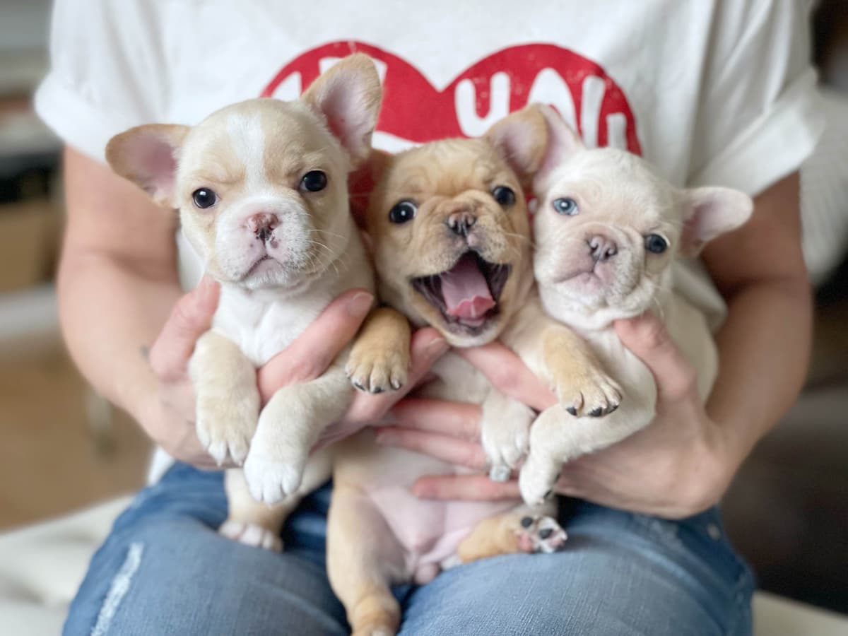 French Bulldog Puppies breeder image 1