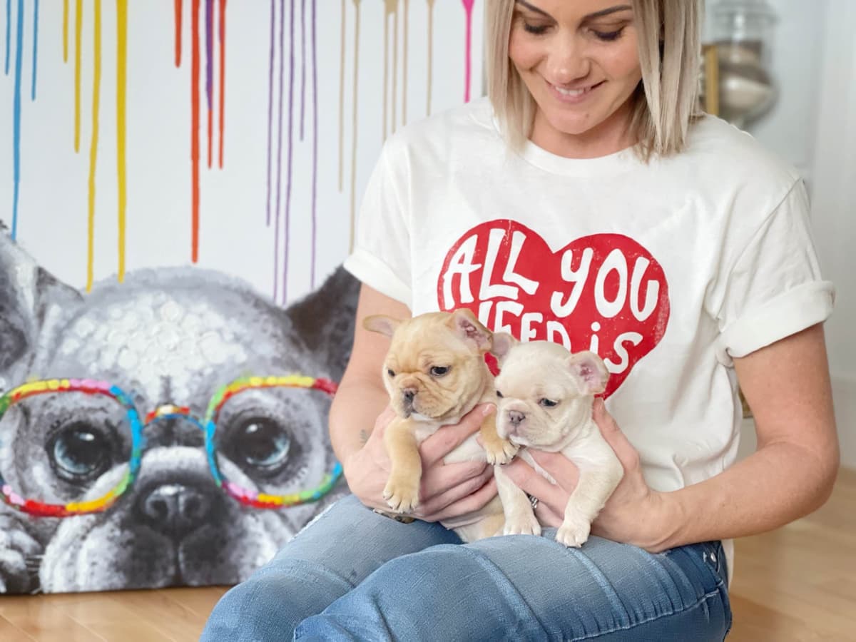 French Bulldog Puppies breeder image 9