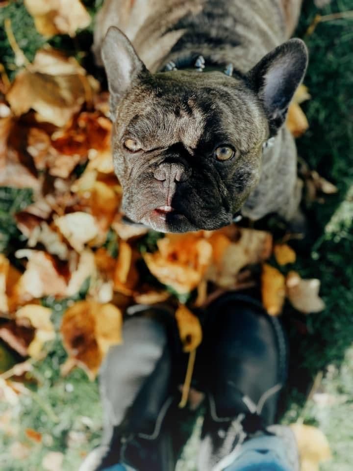 French Bulldog Puppies breeder image 11