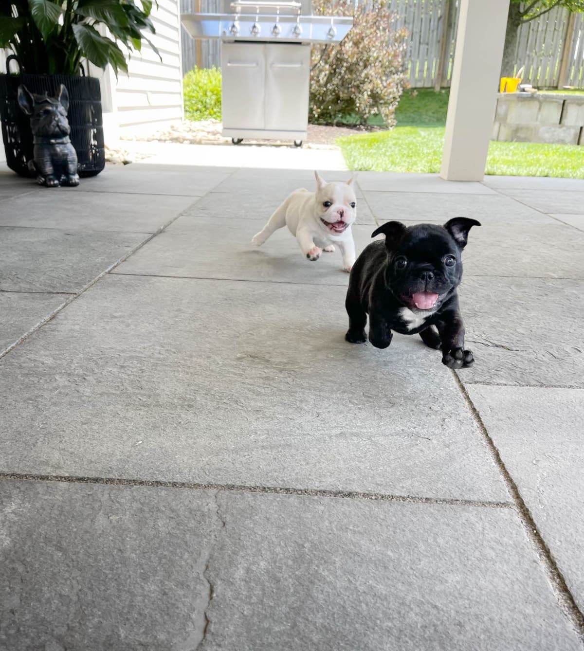 French Bulldog Puppies breeder image 12