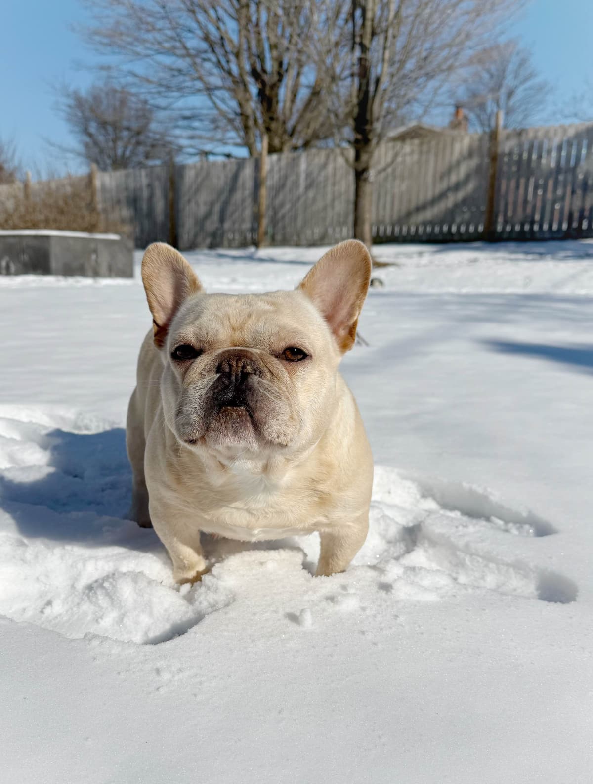 French Bulldog Puppies breeder image 15