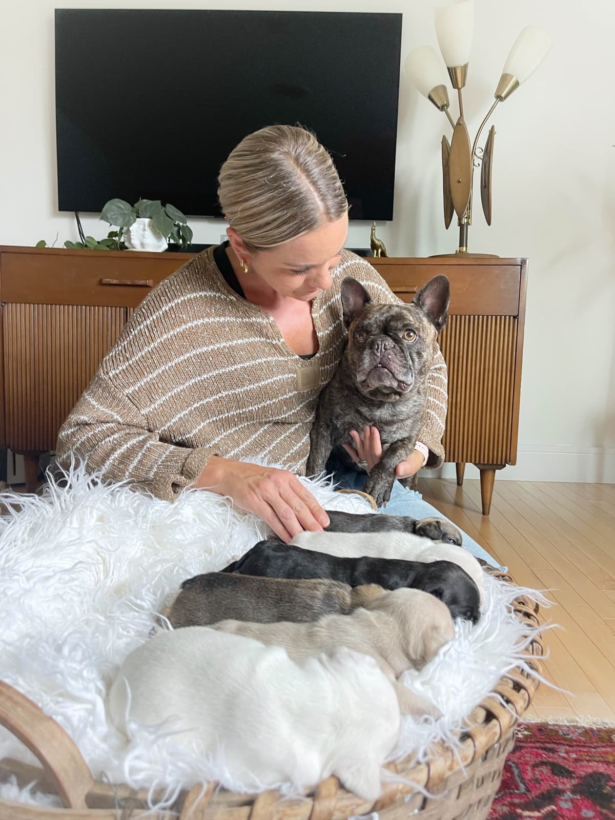 French Bulldog Puppies breeder image 16