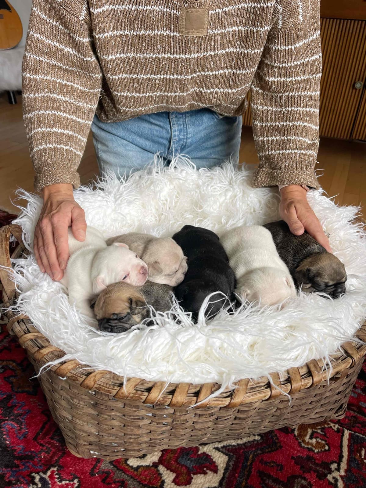 French Bulldog Puppies breeder image 18