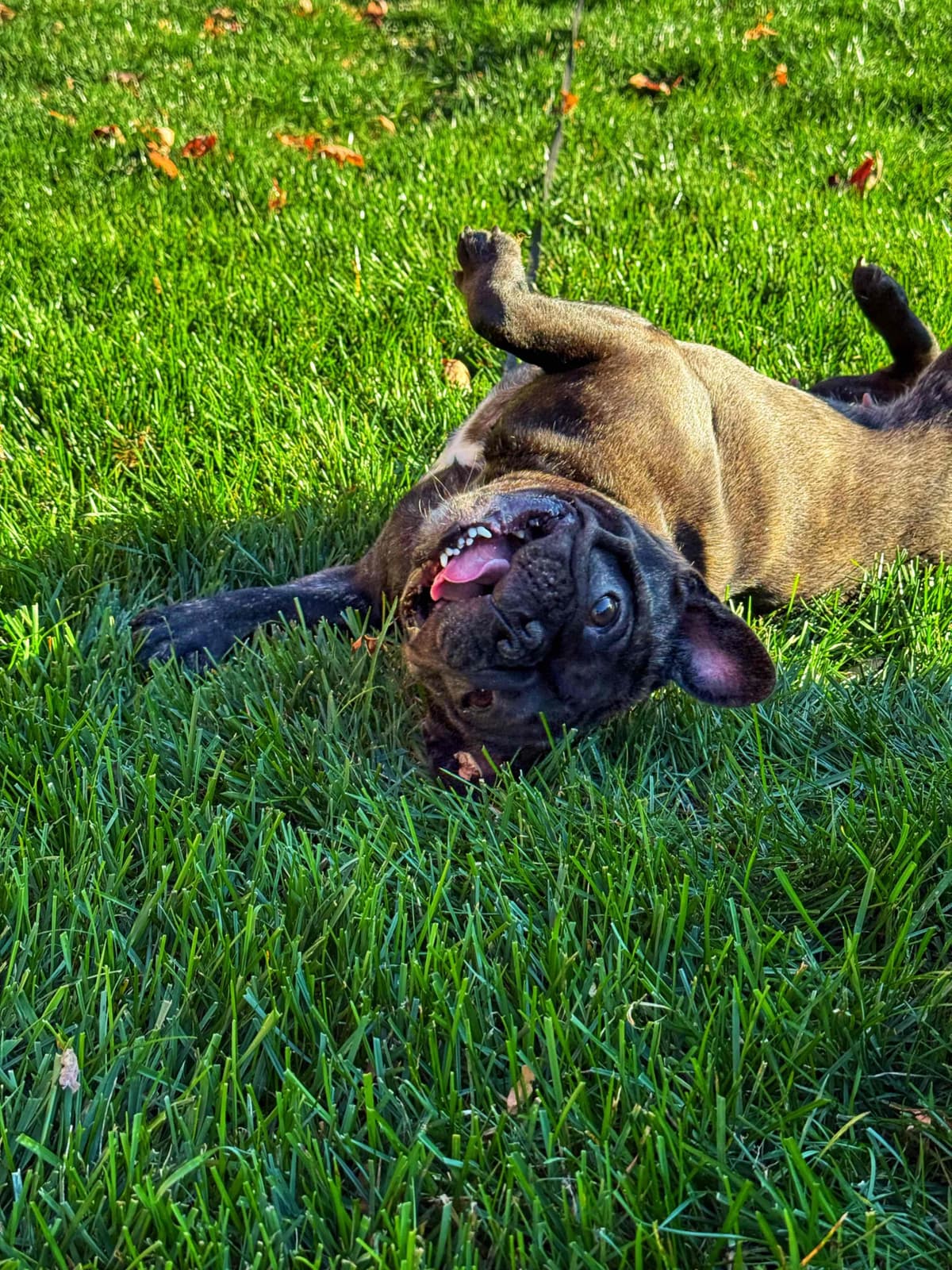 French Bulldog Puppies breeder image 21