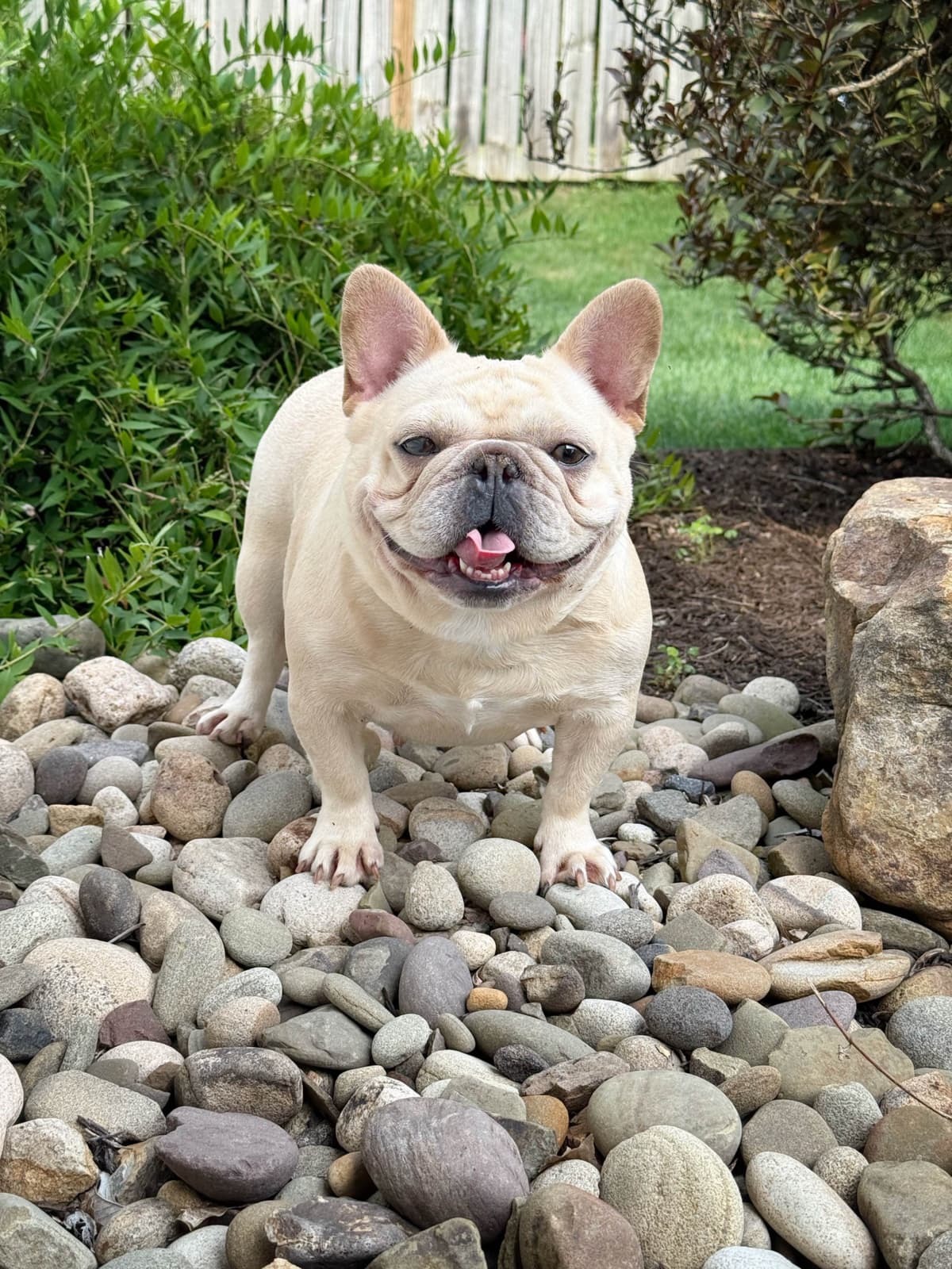 French Bulldog Puppies breeder image 22