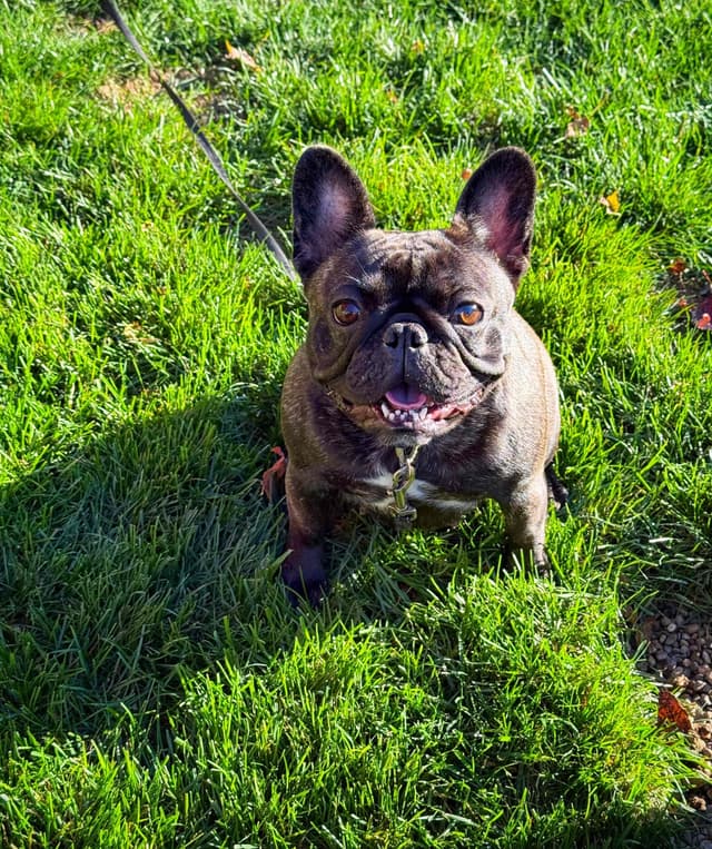 French Bulldog Puppies media 10