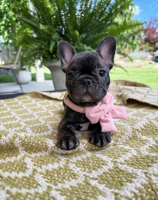 French Bulldog Puppies media 2