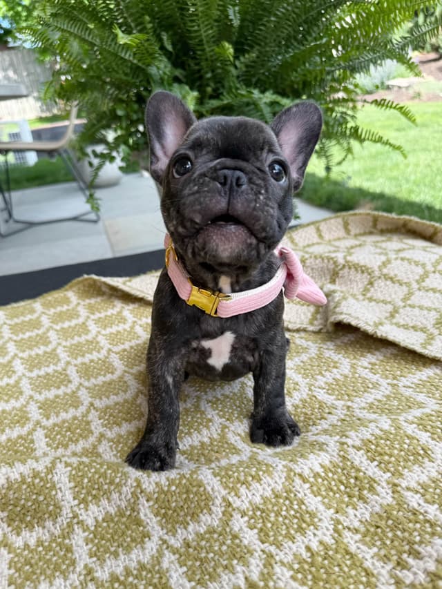French Bulldog Puppies media 4
