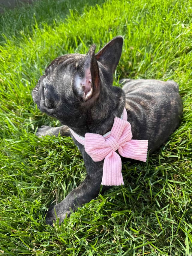 French Bulldog Puppies media 5