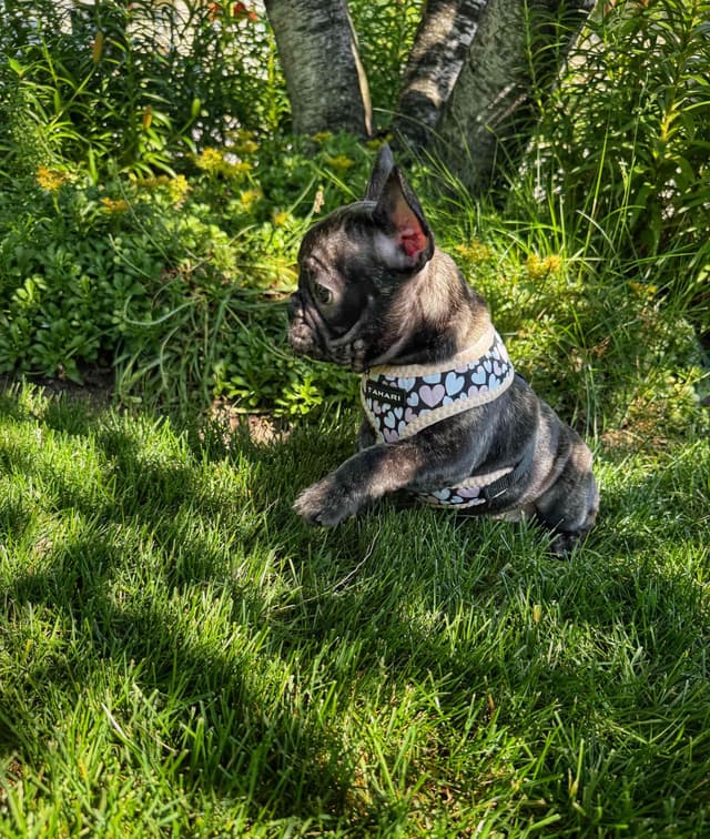French Bulldog Puppies media 6