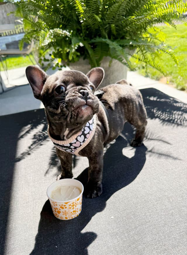 French Bulldog Puppies media 7
