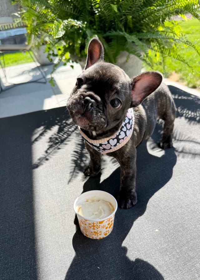 French Bulldog Puppies media 8