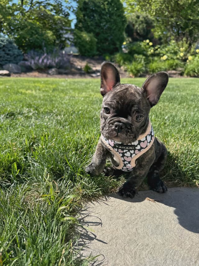 French Bulldog Puppies media 9
