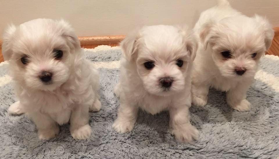 Oak Grove Maltese breeder image 2