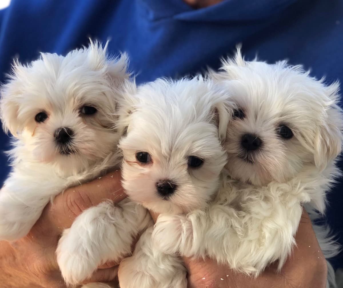 Oak Grove Maltese breeder image 4