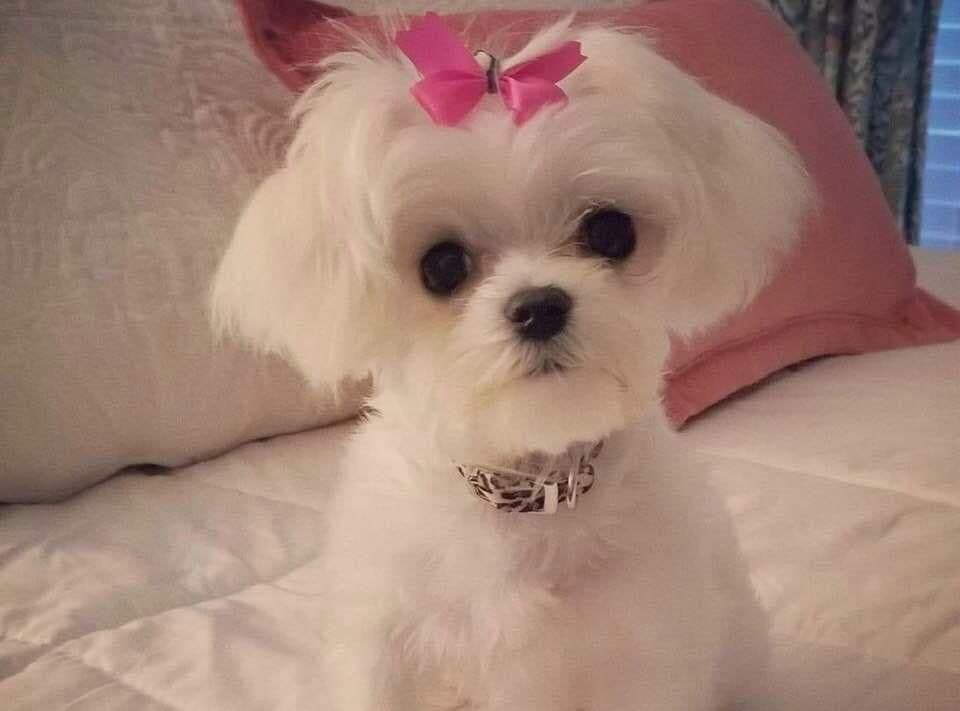 Oak Grove Maltese breeder image 5